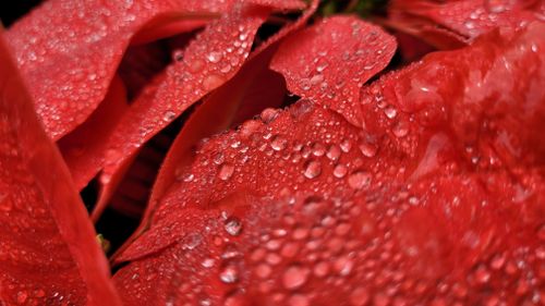 Free Macro shot capturing dewdrops on vivid red petals, emphasizing texture and color. Stock Photo