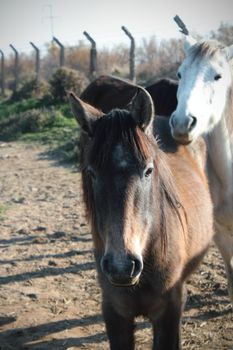 Two horses stand in a sunlit field, showcasing their natural beauty and tranquility.