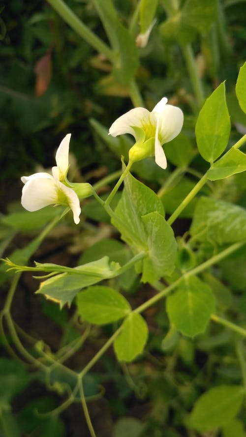 Free stock photo of beautiful, flower, green