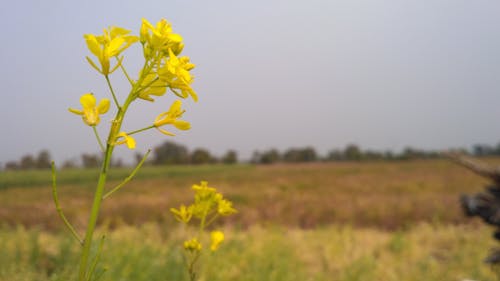 Free stock photo of flower, green, nature