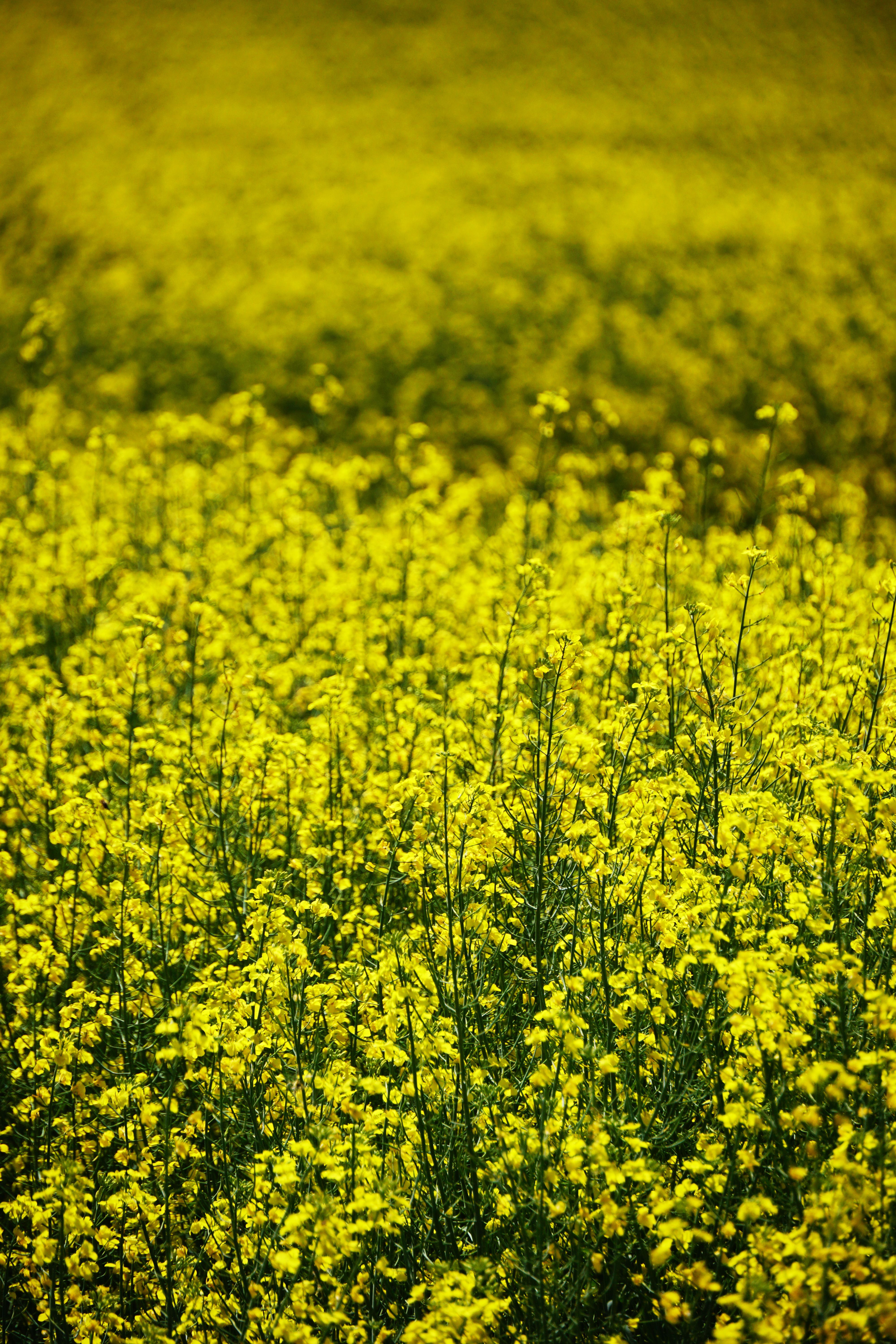 Weites, leuchtend gelbes Rapsfeld in voller Blüte