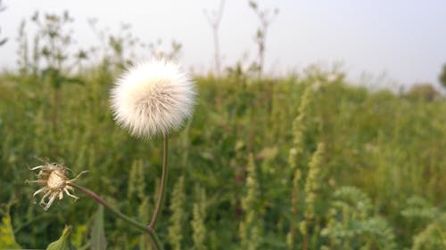 Gratis lagerfoto af blomst, grøn, natur