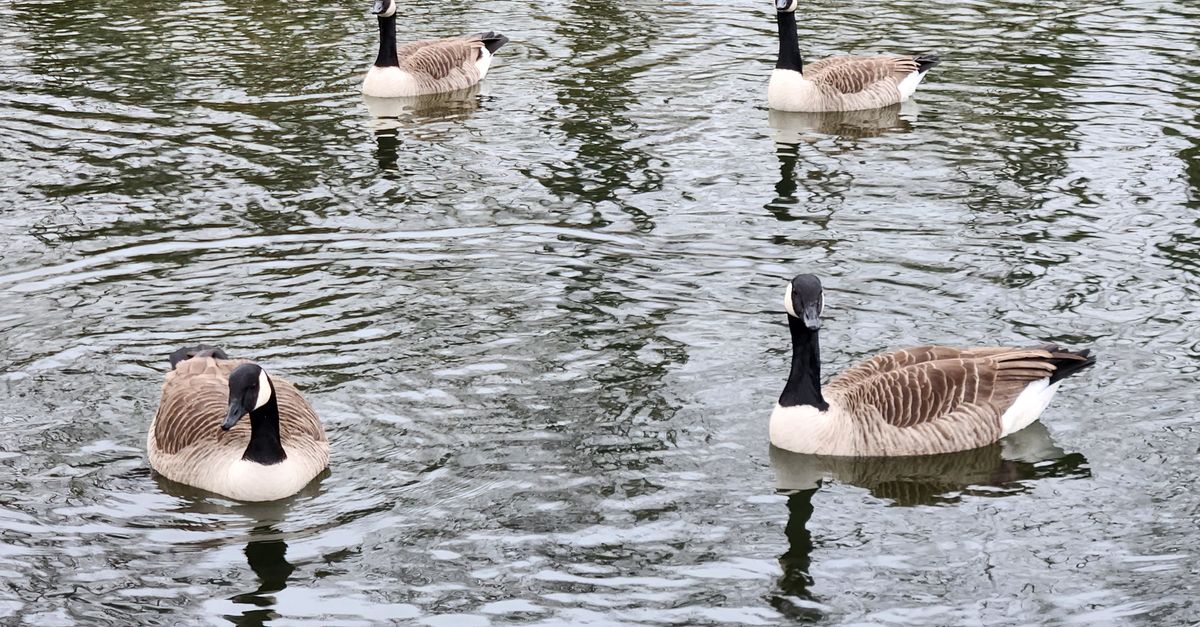 Four Canada geese peacefully glide across a calm lake in nature.