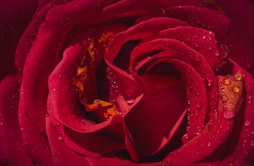 Free Stunning close-up of red rose petals with dew drops, highlighting vibrant details. Stock Photo