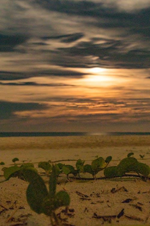 Immagine gratuita di chiaro di luna, foglie, luna