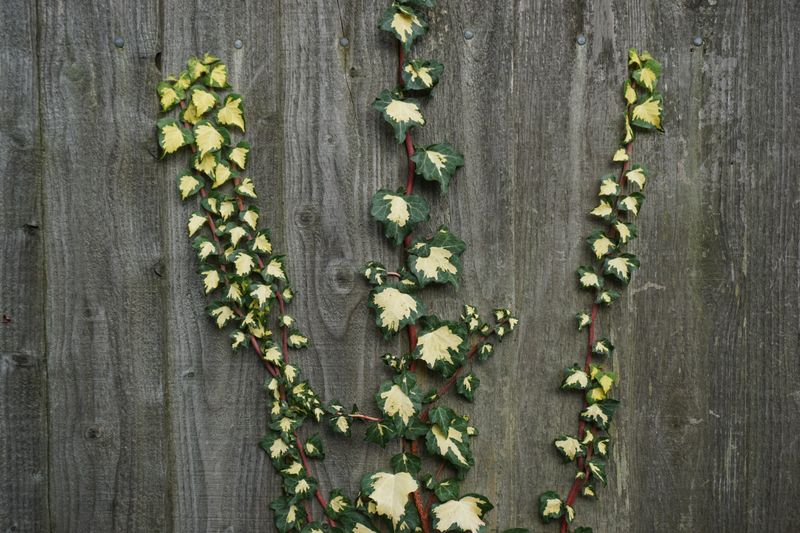 philodendron brasil with variegated green and yellow leaves