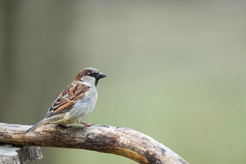 Free A house sparrow perched on a branch against a blurred green background. Stock Photo