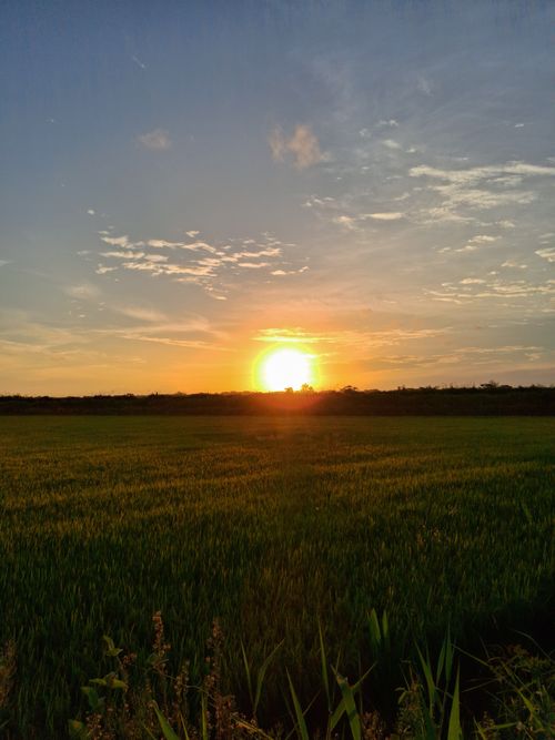 Free Beautiful sunset casting warm light over a lush green field, creating a peaceful rural landscape scene. Stock Photo