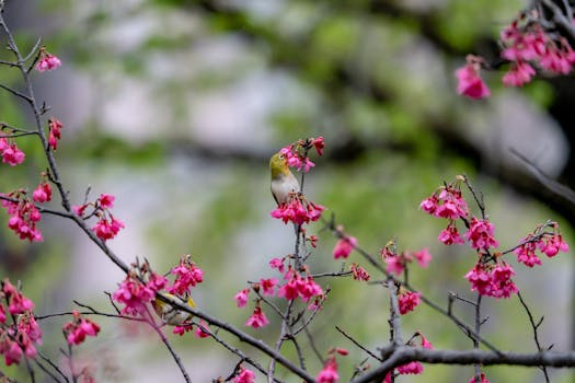 A small bird perched on flowering cherry blossoms during springtime. Captured in a natural setting.