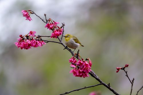 Free A Japanese White-eye bird perched on a cherry blossom branch in spring. Stock Photo