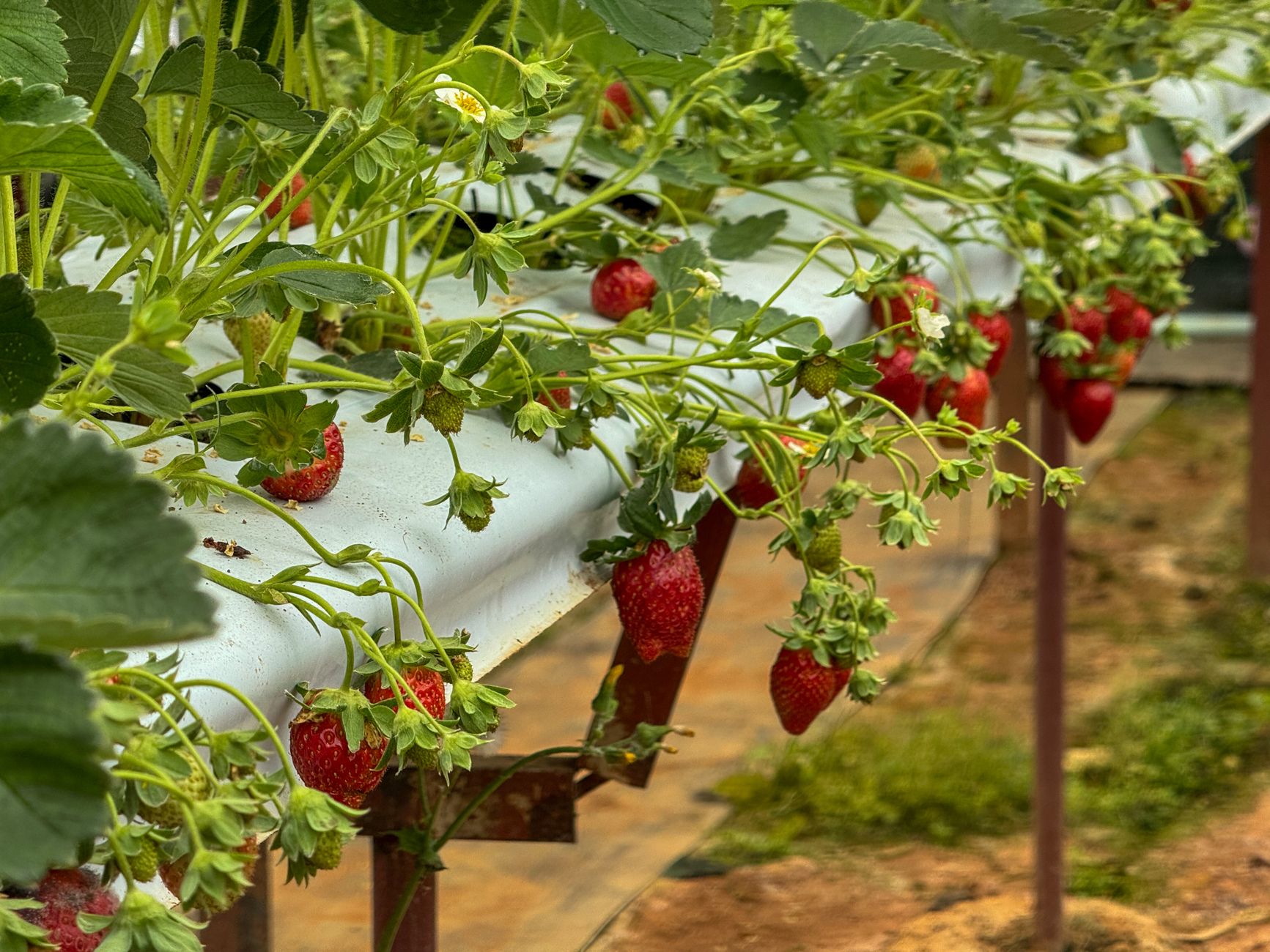 Green Agricultural Technology Transforms Restaurant Supply Chains and Sourcing Economics