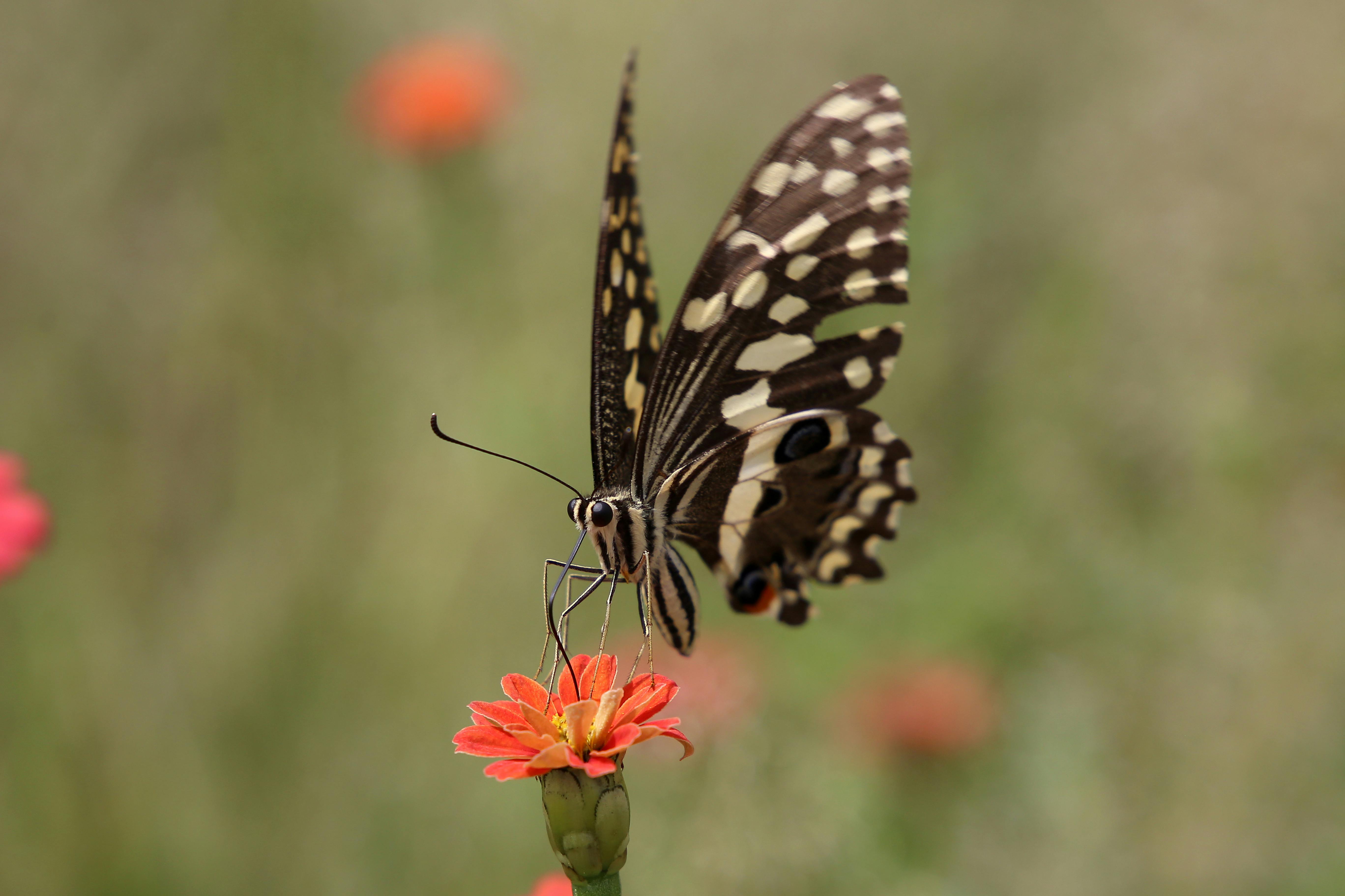 Detailed close-up of a butterfly perched on a vibrant red flower, showcasing intricate wing patterns.