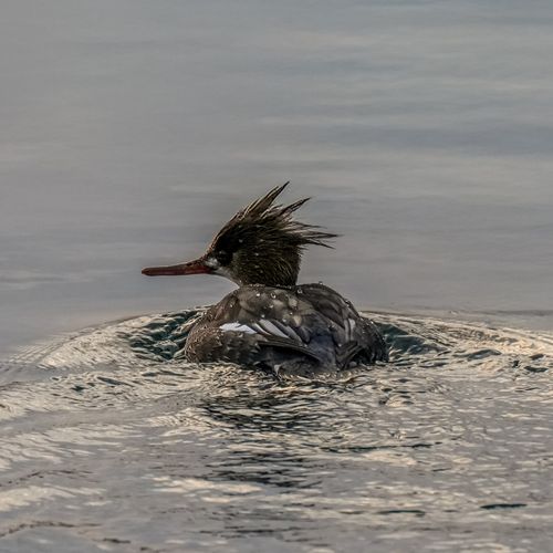 Free Close-up of a Hooded Merganser swimming in serene waters at Cove Island Park, Stamford. Stock Photo