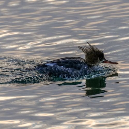 Free Close-up of a hooded merganser swimming on rippling water in Stamford, Connecticut. Stock Photo