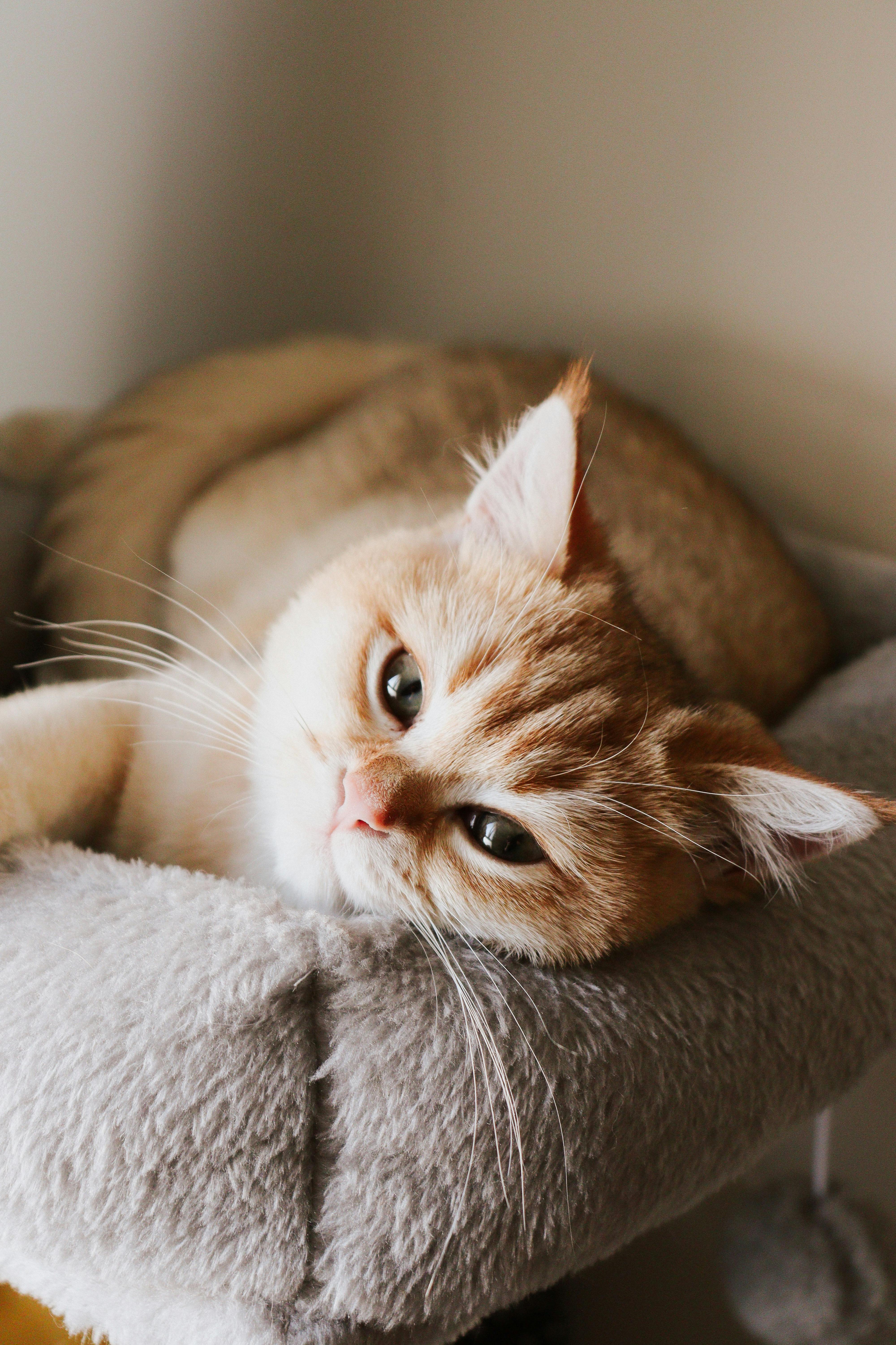 Cozy cat relaxing on a soft bed indoors