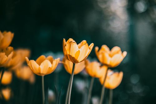 Free A close-up of vibrant yellow tulips captured in a dreamy garden setting with soft focus. Stock Photo