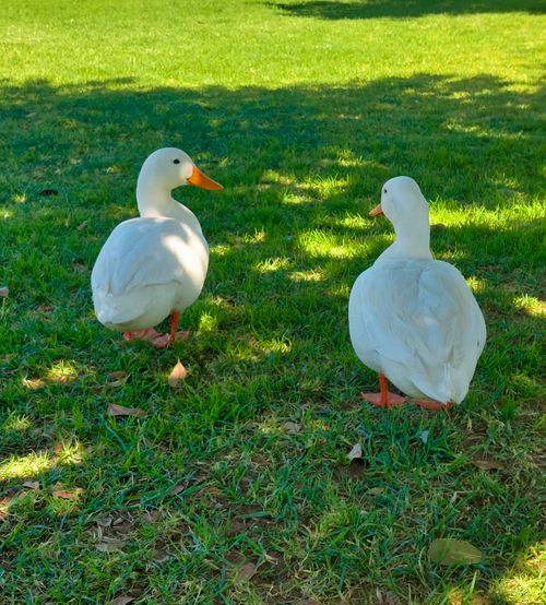 Free Two white ducks standing on green grass under a clear sunny sky. Stock Photo