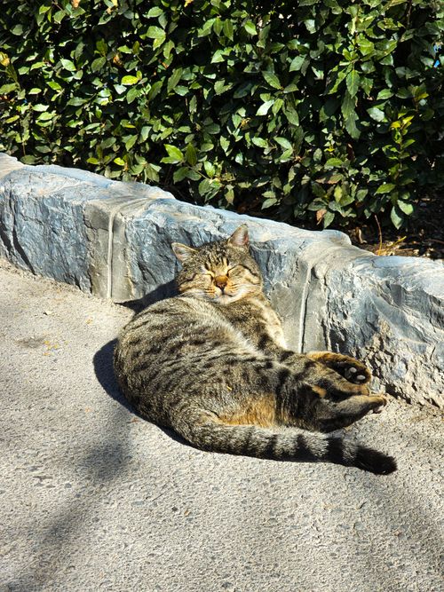 Free A relaxed tabby cat enjoys the sunlight on a stone path beside greenery. Stock Photo