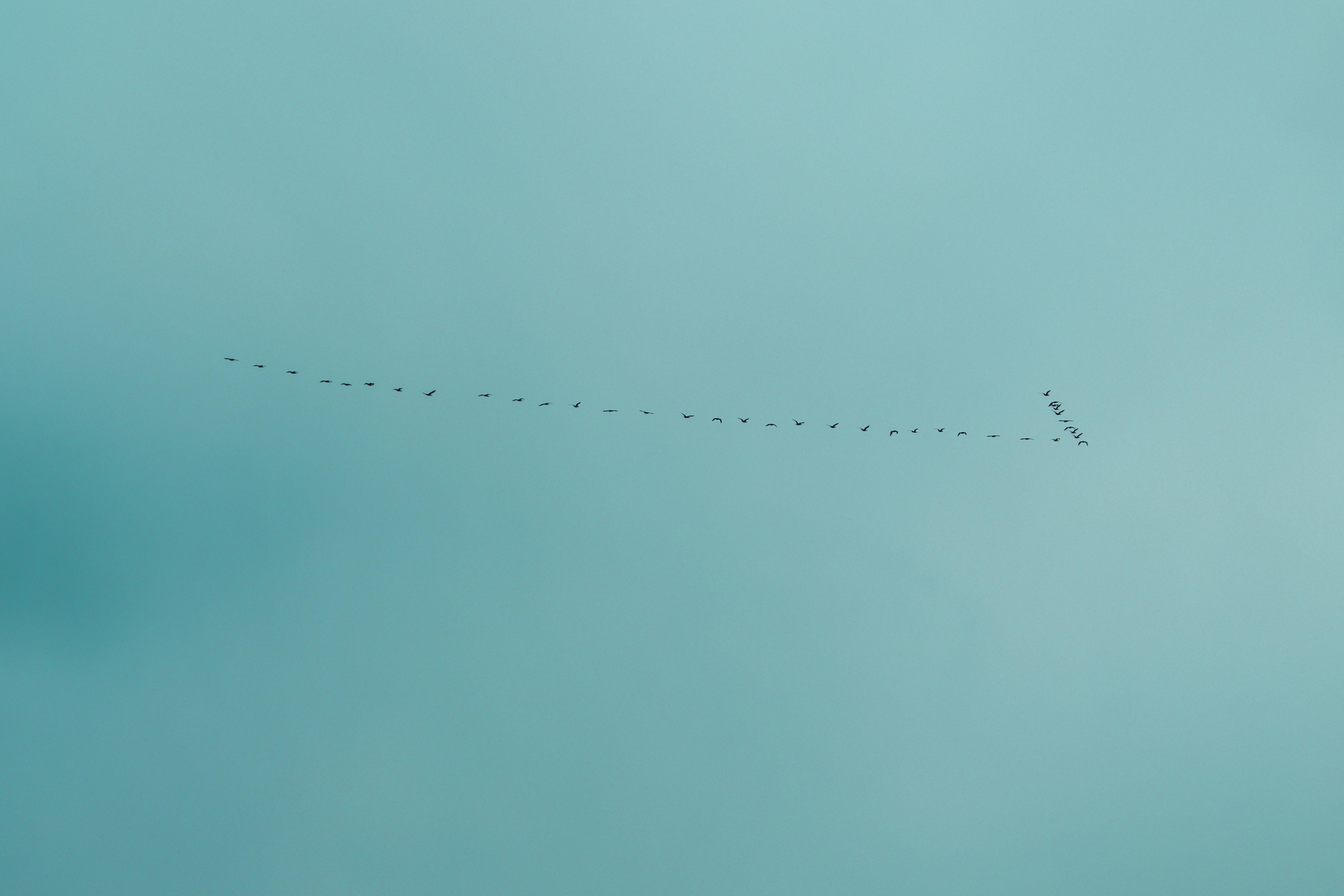 grátis Uma foto minimalista e serena de pássaros voando em formação de V contra um céu azul. Foto profissional