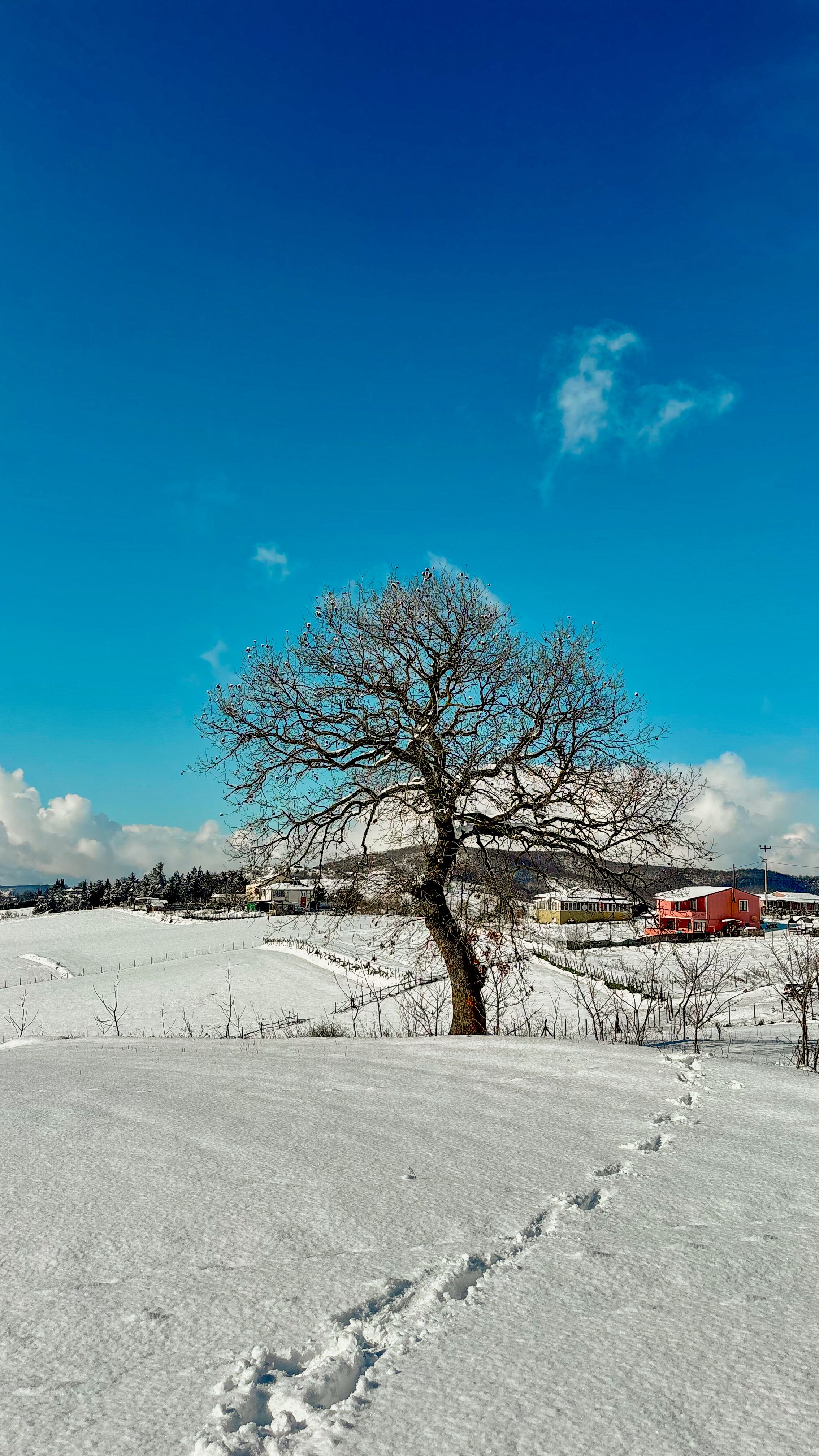 Solitary tree in a snowy field with footprints leading to it under a vibrant blue sky.