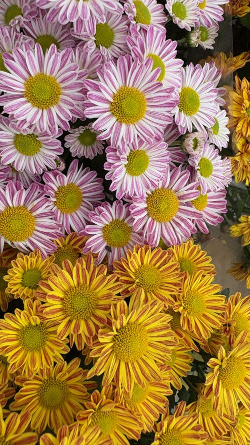 Free A detailed view of colorful pink and yellow chrysanthemums in bloom, showcasing nature's vibrant beauty. Stock Photo