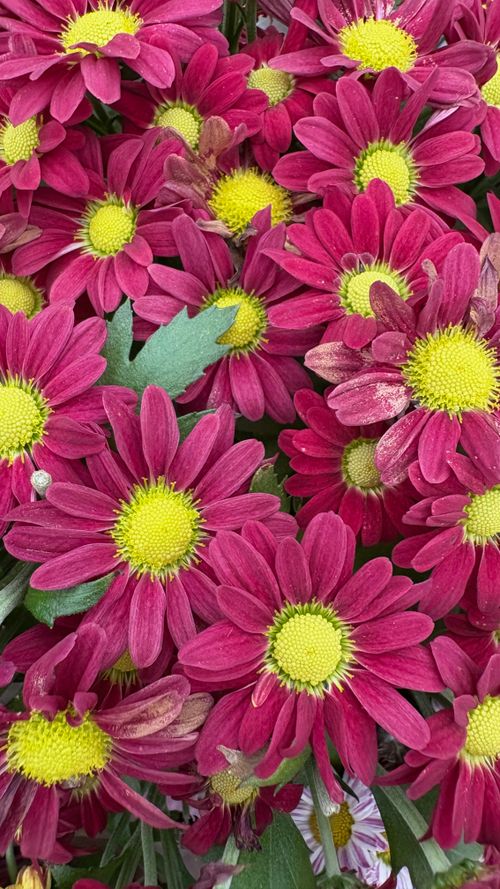 Free Bright pink chrysanthemum flowers with yellow centers in full bloom. Stock Photo