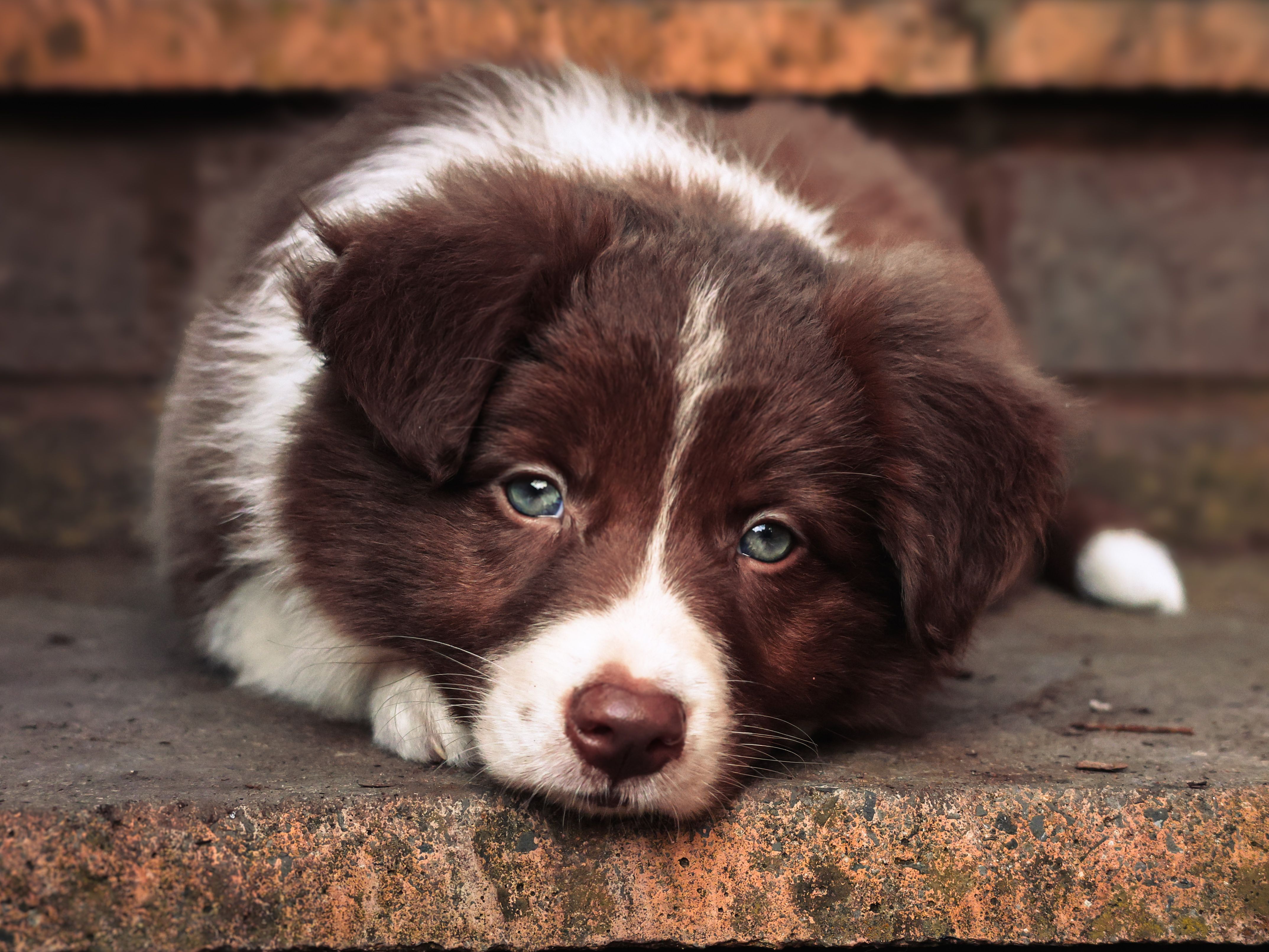 Cute brown and white Border Collie puppy lying on outdoor steps, Bromsgrove, England.