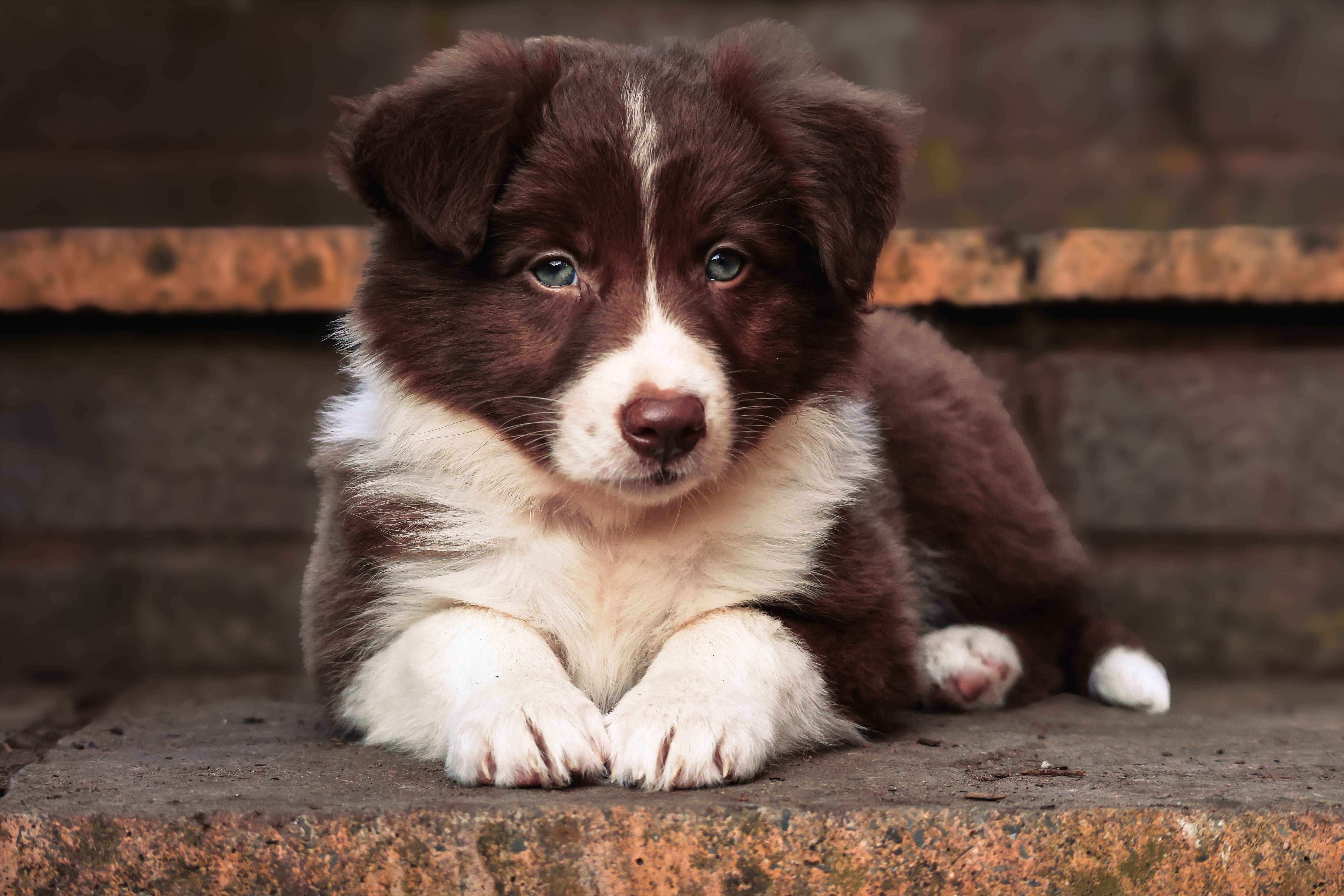 Adorable Brown Border Collie Puppy Outdoors · Free Stock Photo — free download