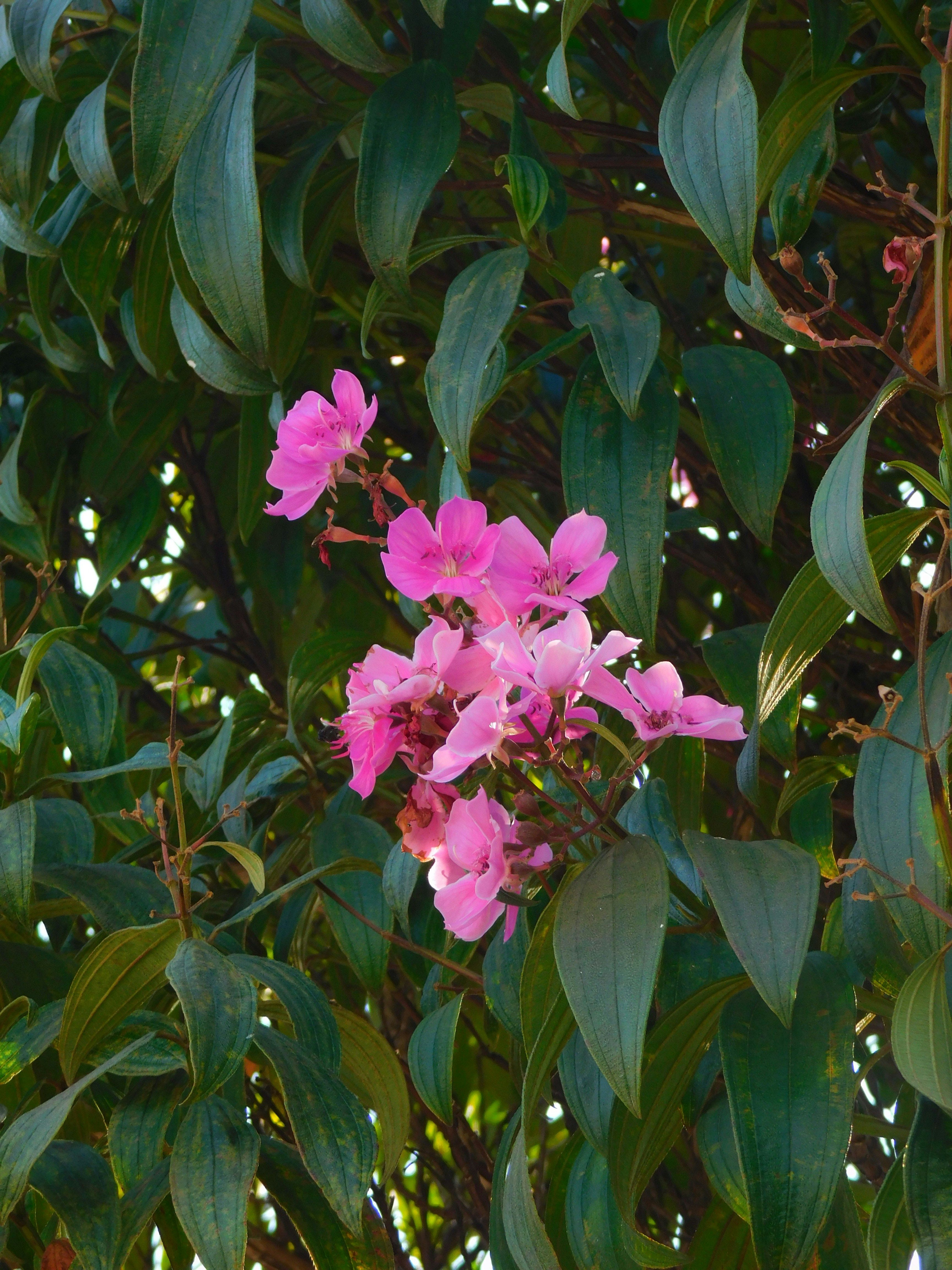 Cluster of pink flowers amidst lush green leaves in Santana de Parnaíba, Brazil.