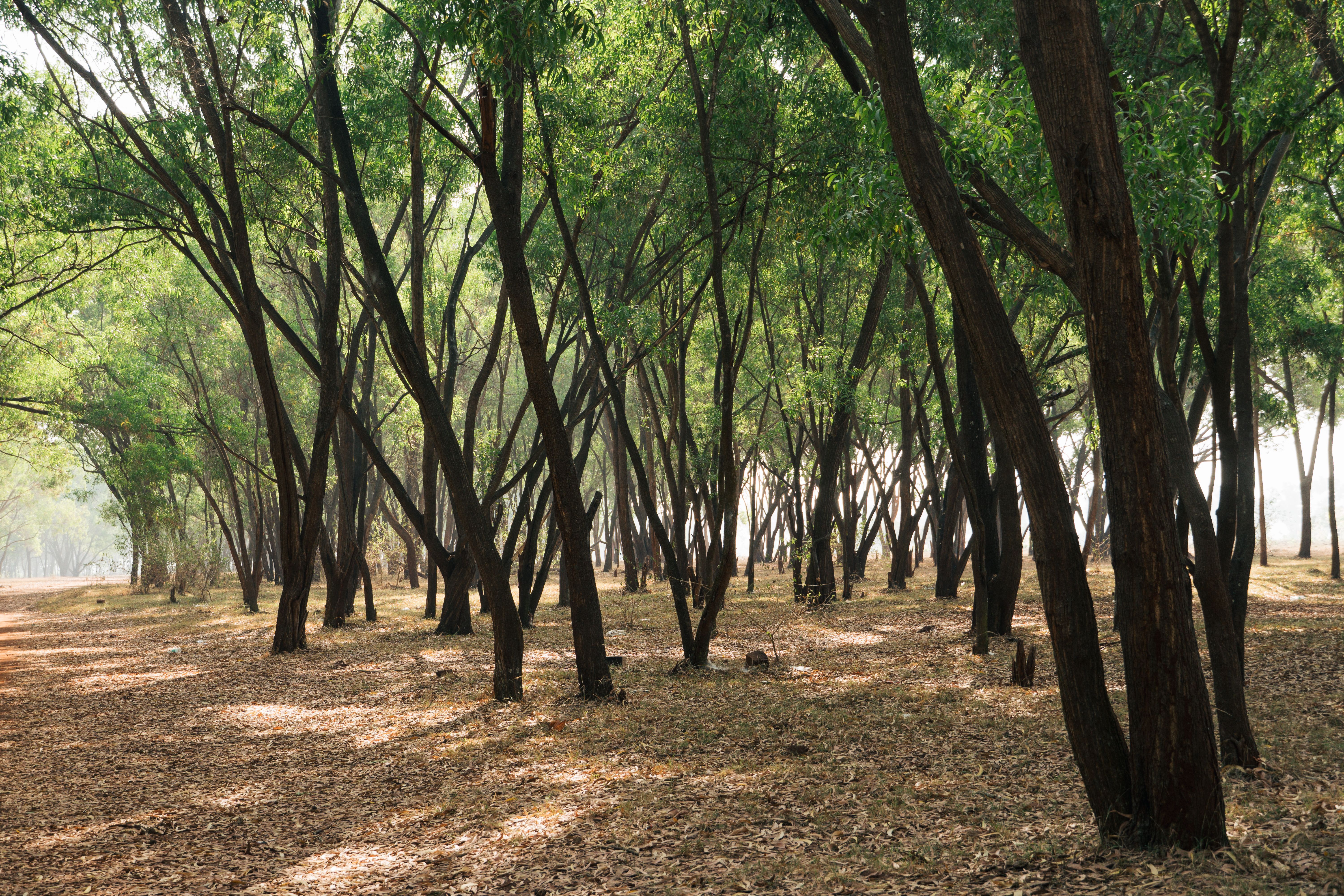 Sandalwood Plantation