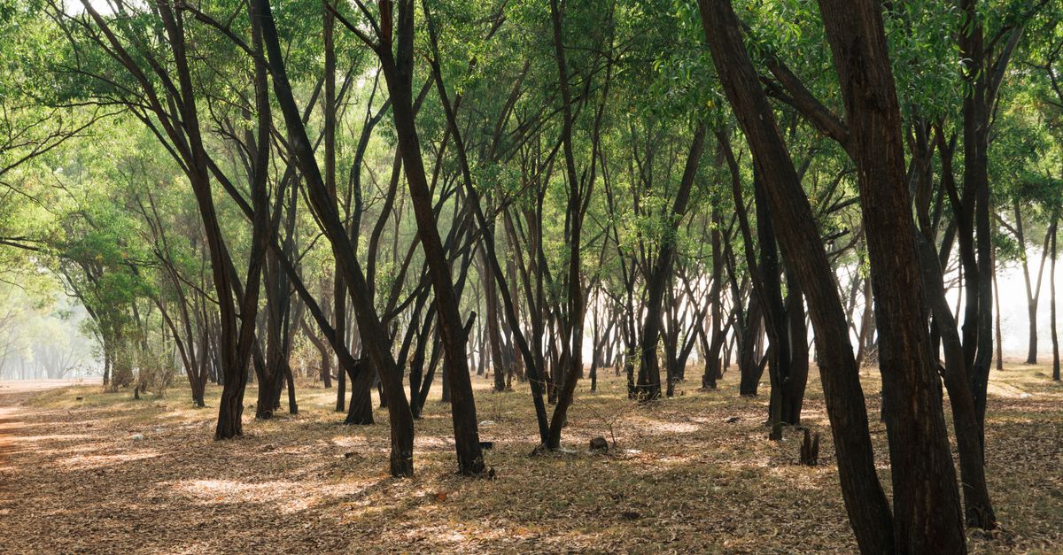 mau forest