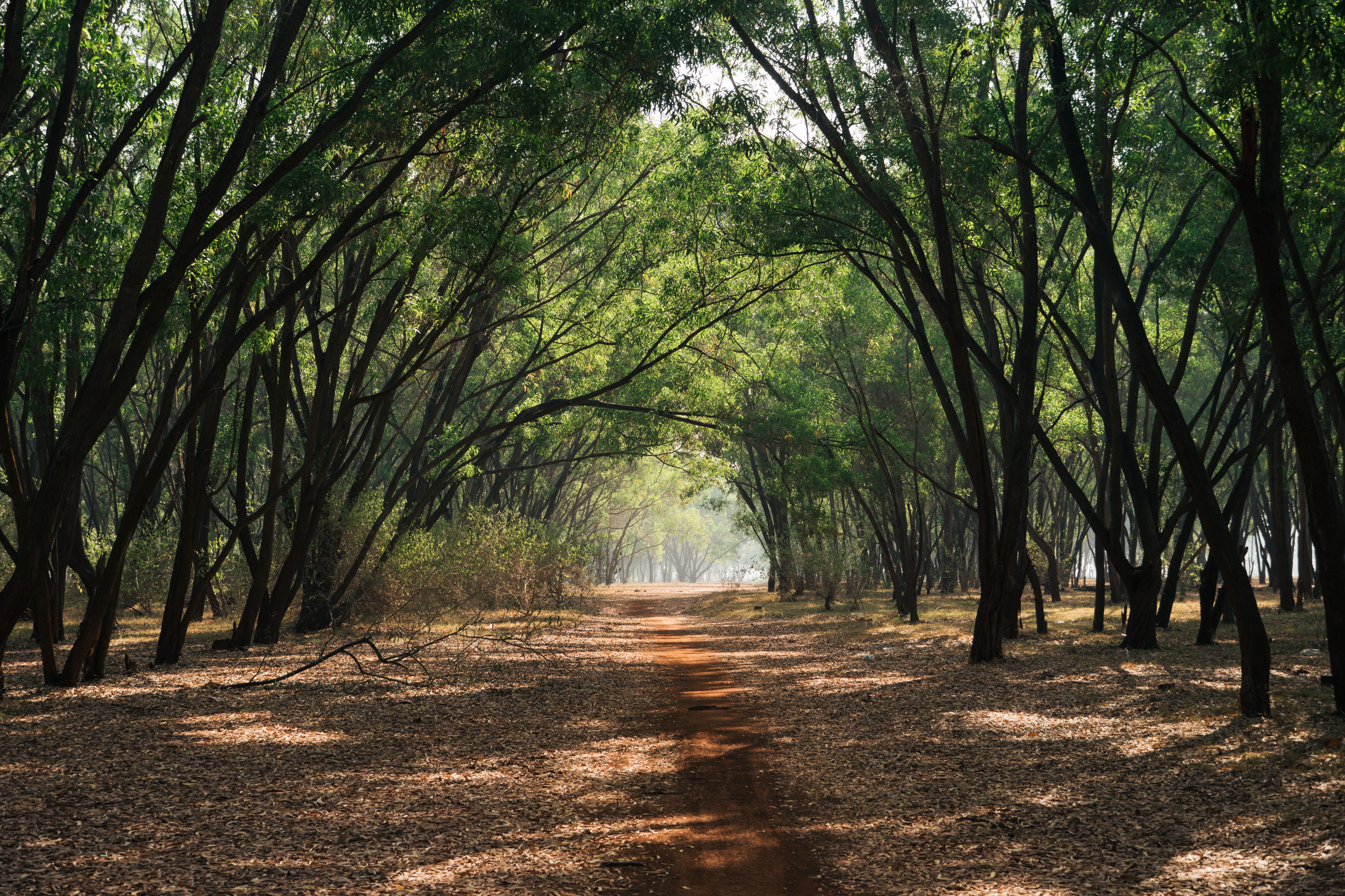 Kukkarahalli Lake Walking Path: Route Guide & Visiting Tips