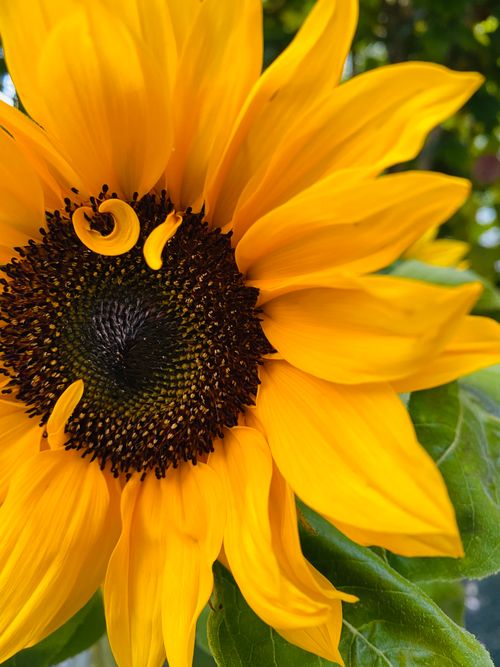 Free Detailed view of a beautiful sunflower highlighting its vibrant yellow petals and rich brown center. Stock Photo
