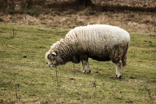 Image by Jiri Ikonomidis