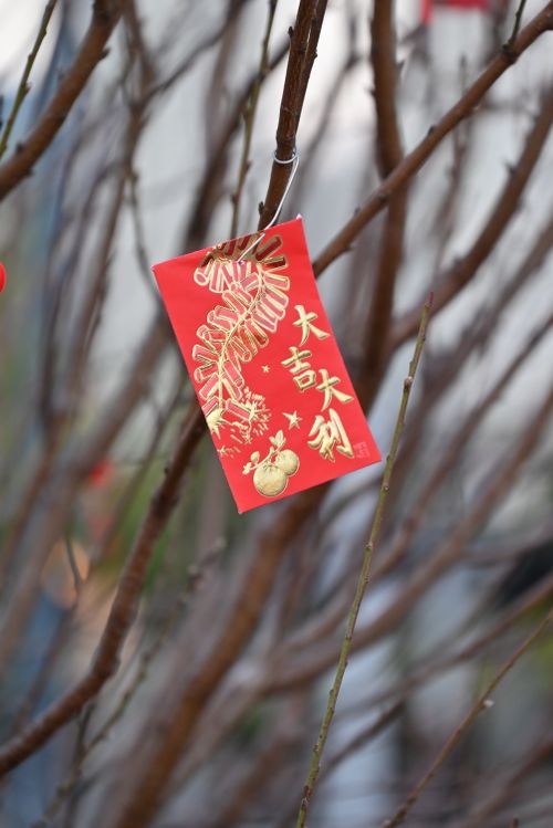 Free Traditional red envelope with Chinese characters hanging on a branch, symbolizing prosperity. Stock Photo
