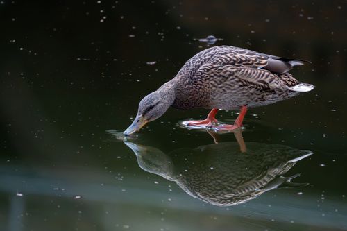 Free A mallard duck foraging on a tranquil pond, reflecting beautifully on the water. Stock Photo