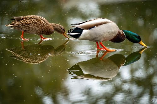 Free Two mallard ducks forage gracefully on a serene pond, displaying vivid reflections. Stock Photo