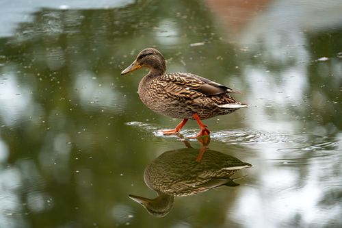 Free A mallard duck walks gracefully on a still pond, creating a perfect reflection. Stock Photo
