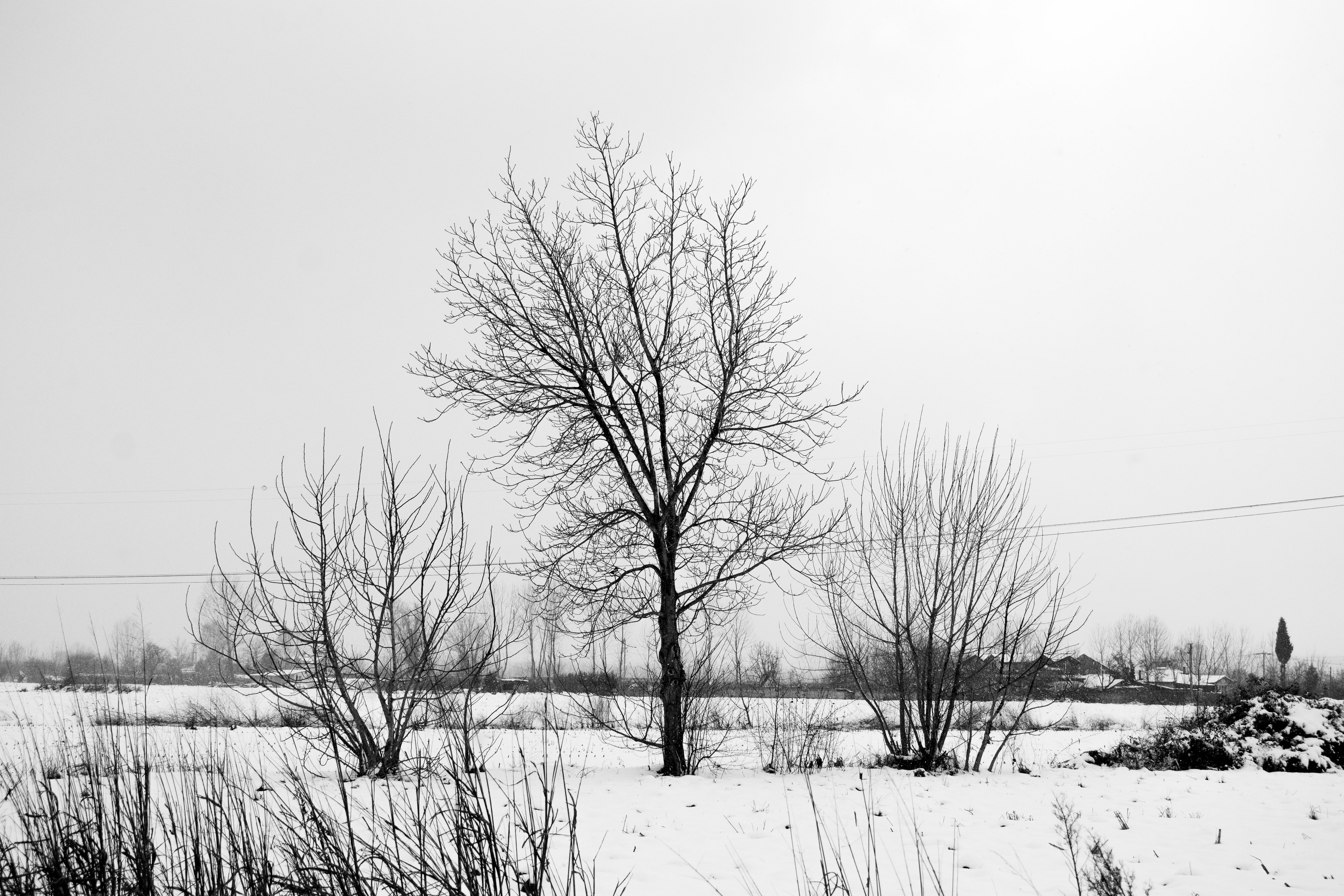 Serene winter scene in Sakarya, Türkiye, featuring bare trees and snow-covered ground.