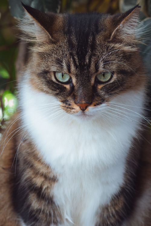 Free A detailed portrait of a fluffy tabby cat with striking green eyes and a lush coat, set against a natural background. Stock Photo