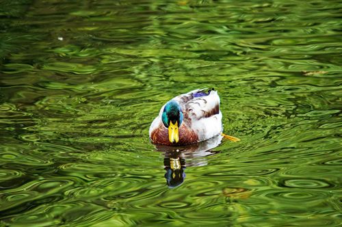Free A mallard duck gracefully glides across a vibrant green pond, reflecting its serene surroundings. Stock Photo