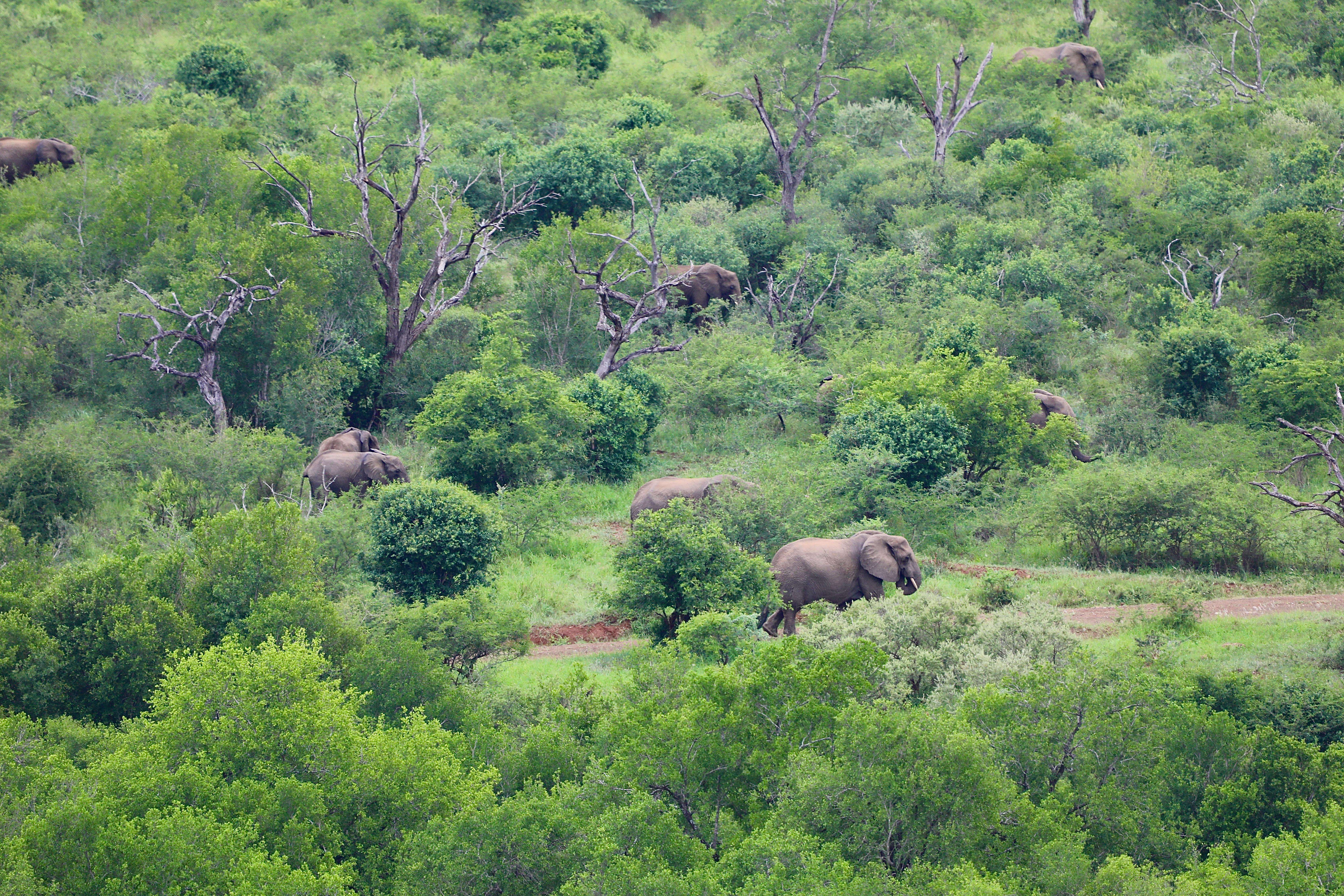 US Trophy Hunter Dies After Encounter With Elephants in Gabon