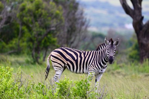 Free A zebra stands gracefully in the lush greenery of South Africa, showcasing its striking black and white stripes. Stock Photo