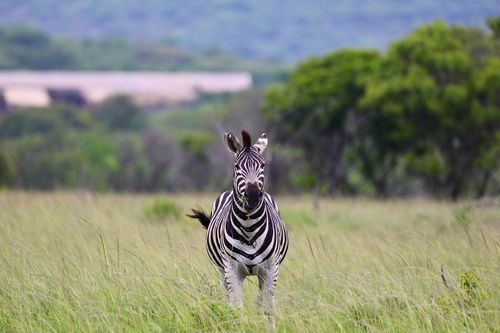Free A zebra standing in the lush green grass of the African savannah during the day. Stock Photo