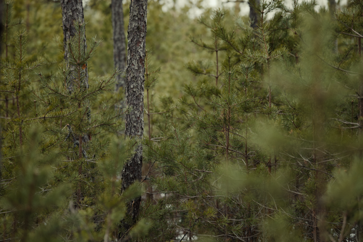 A tranquil view of a dense pine forest with lush evergreen foliage, conveying natural serenity.