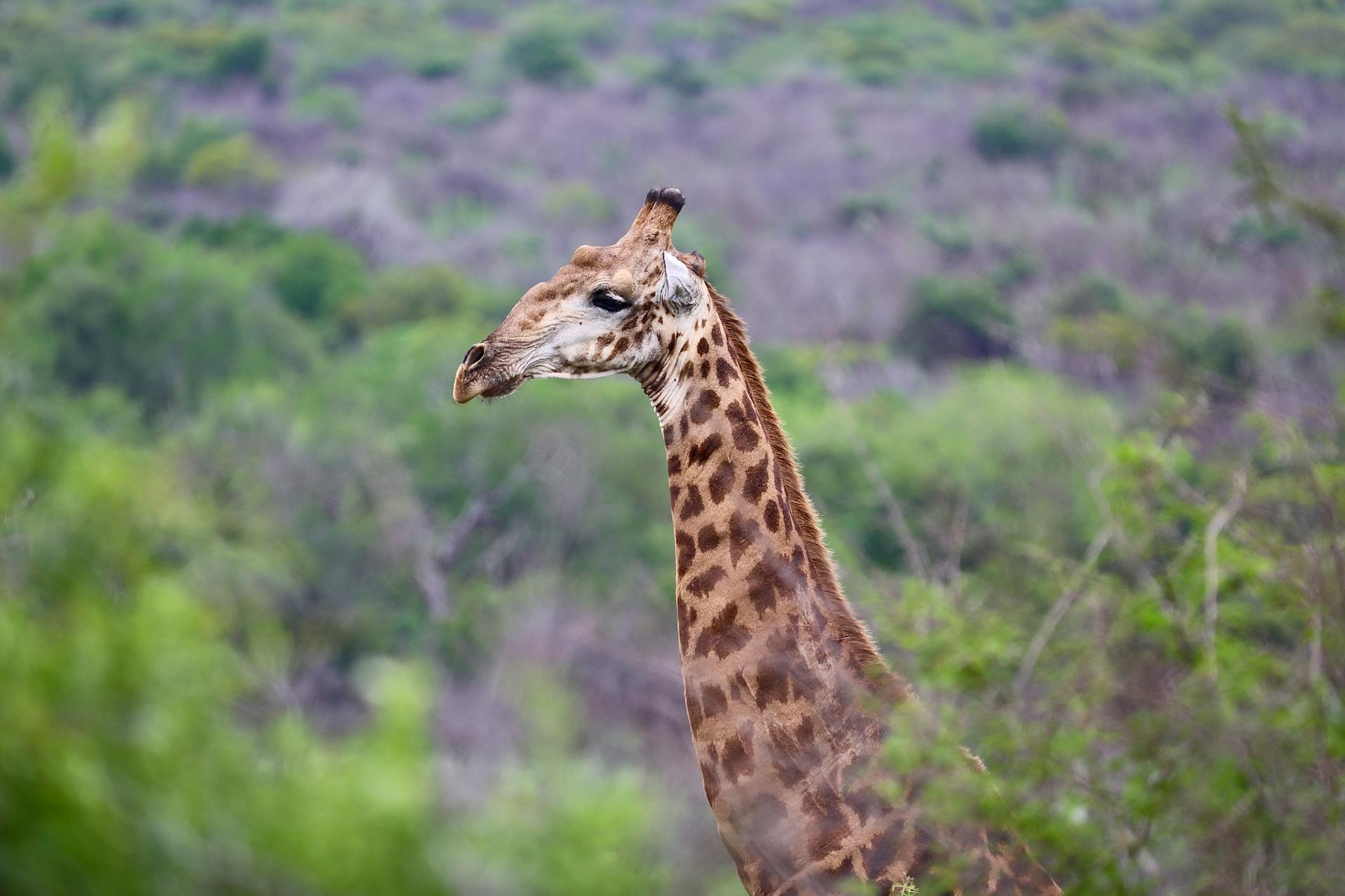 A giraffe stands tall amidst the vibrant greenery of its natural habitat in Africa.