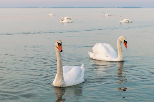 Serene scene of swans gliding across tranquil waters under a pastel sky, showcasing nature's grace.