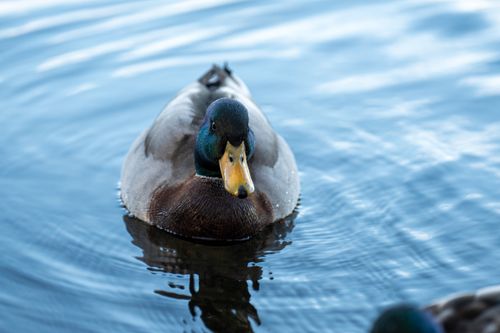 Free A mallard duck swims peacefully on calm blue water, showcasing vibrant plumage. Stock Photo
