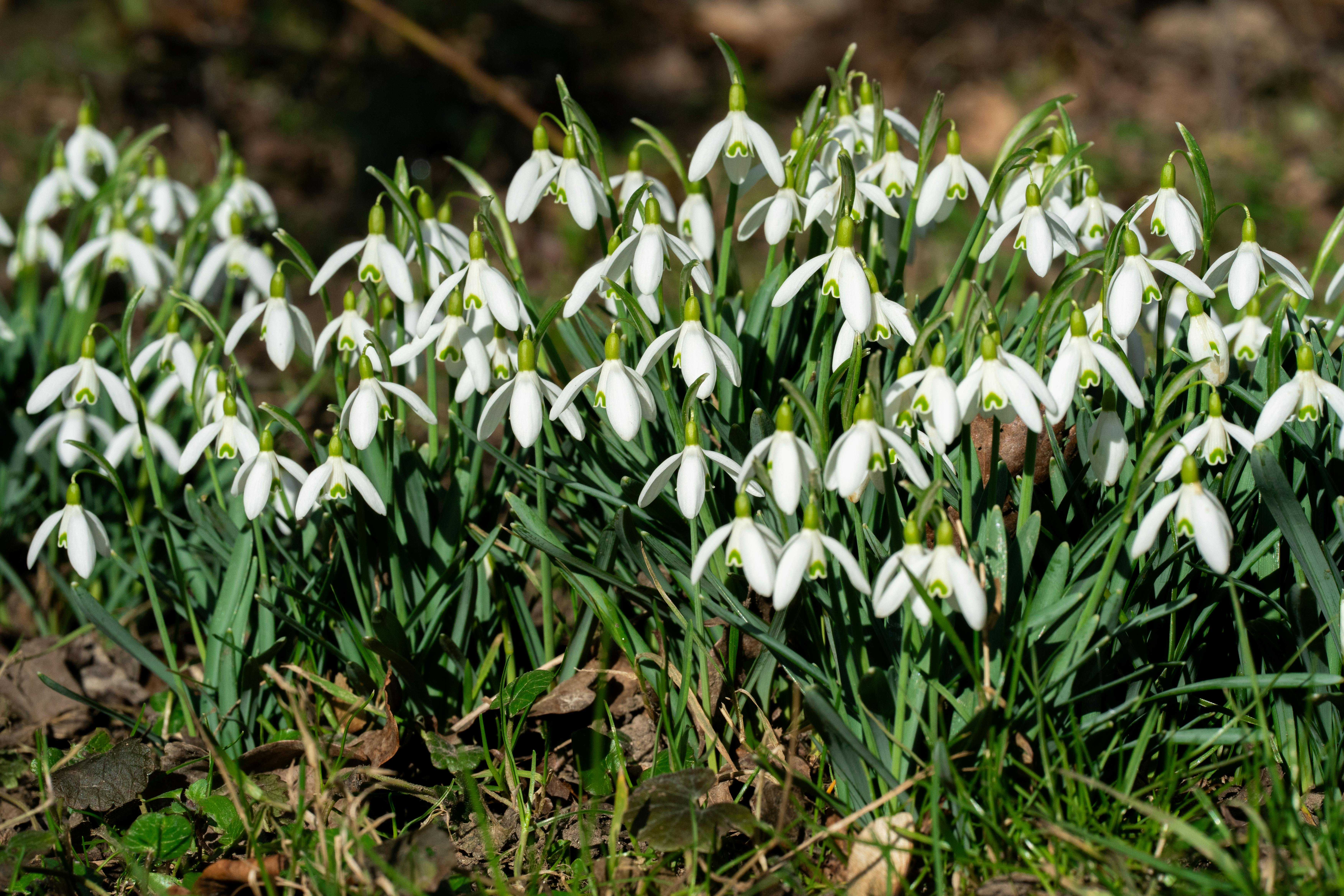 A lush cluster of snowdrops blooming outdoors in early spring sunlight.