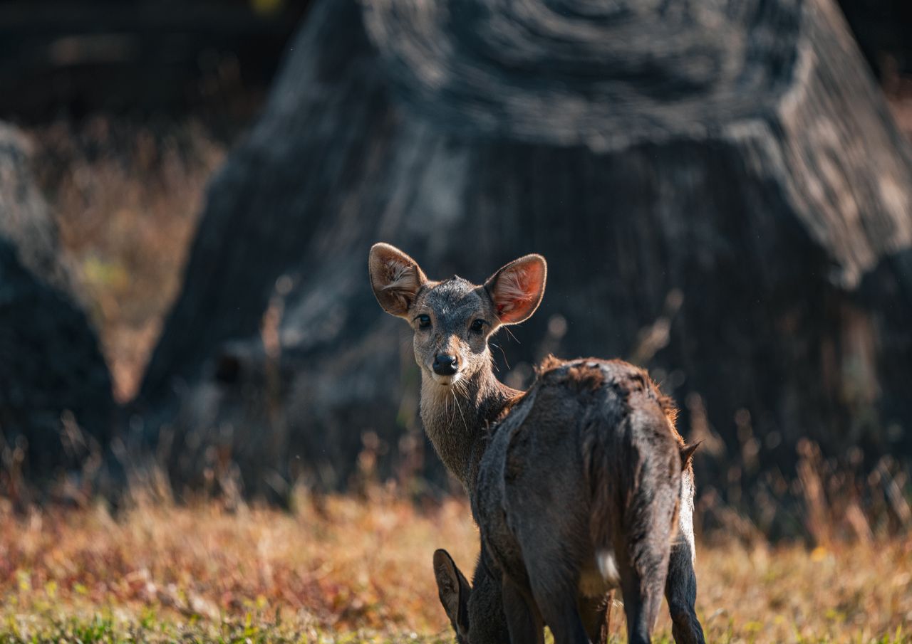 a close up of a sambar deer amid lush nature in thailand captured in d